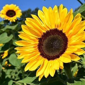 Organic Calendula Oil Raw, Infused, Pressed Herbal Oil Calendula Flowers, Sunflower Seed 8 fl.oz.