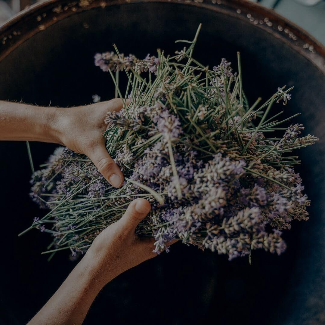 Alpine Provisions Natural Lavender + Juniper Moisturizing Body Wash – Hydrating Cleanser for Dry and Oily Skin with Jojoba & Coconut Oil Extracts – Vegan, Sulfate-Free, Plastic-Free - 16.9 fl oz