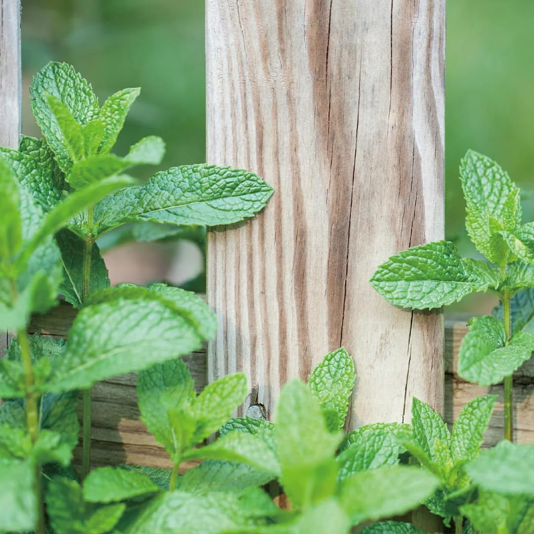 Aromatics International Peppermint Hydrosol 100ml | Cooling Aromatic Spray for Home