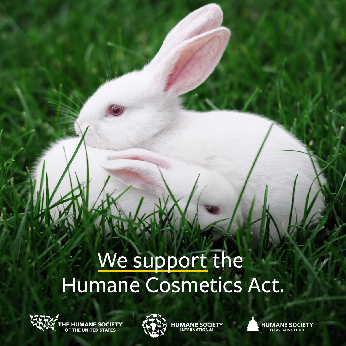 US Organic Helichrysum Essential Oil, USDA Certified Organic, Steam Distilled, Sourced from The Balkan Peninsula, High end Essential Oil (5 ml)