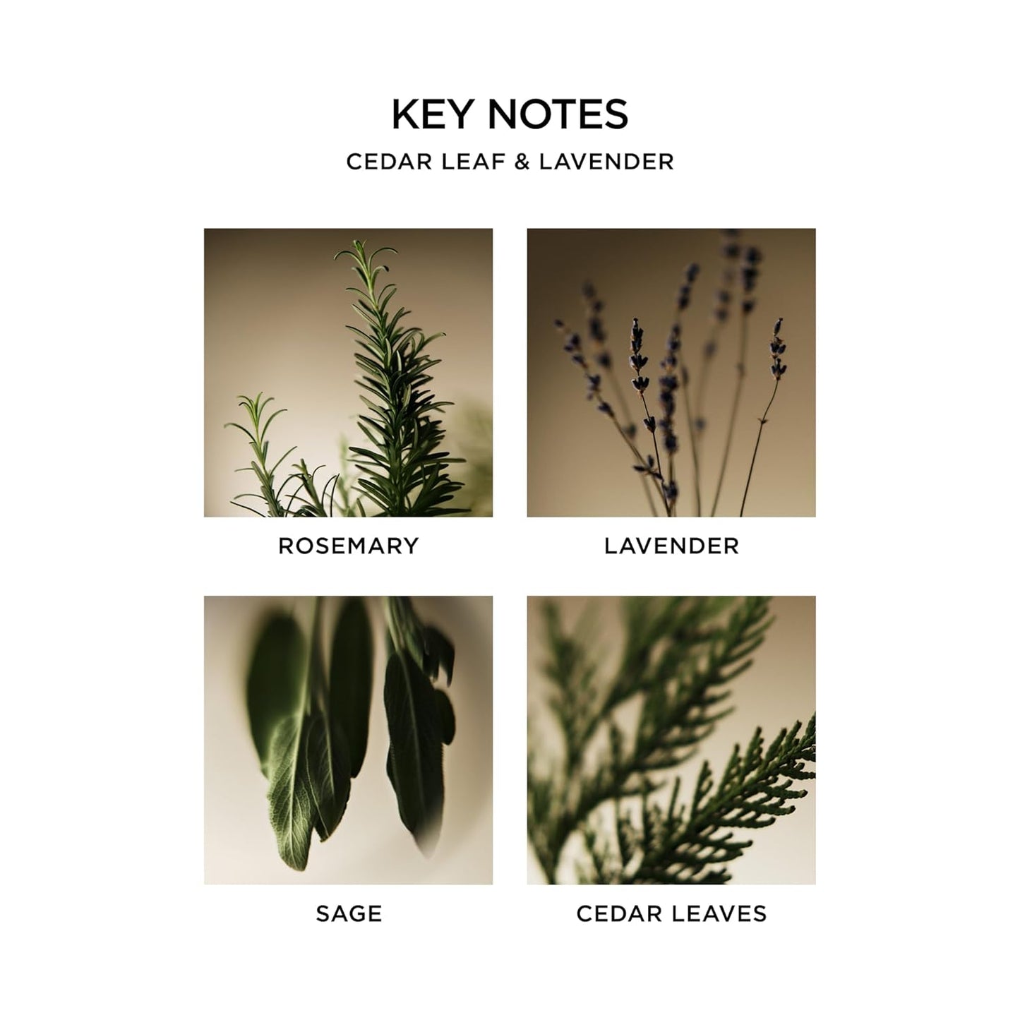 NEST New York Liquid Soap, Cedar Leaf & Lavender - 10 fl oz - Cleanses & Nourishes Skin - Approx. 300 Pumps Per Bottle - Gluten Free & Cruelty Free