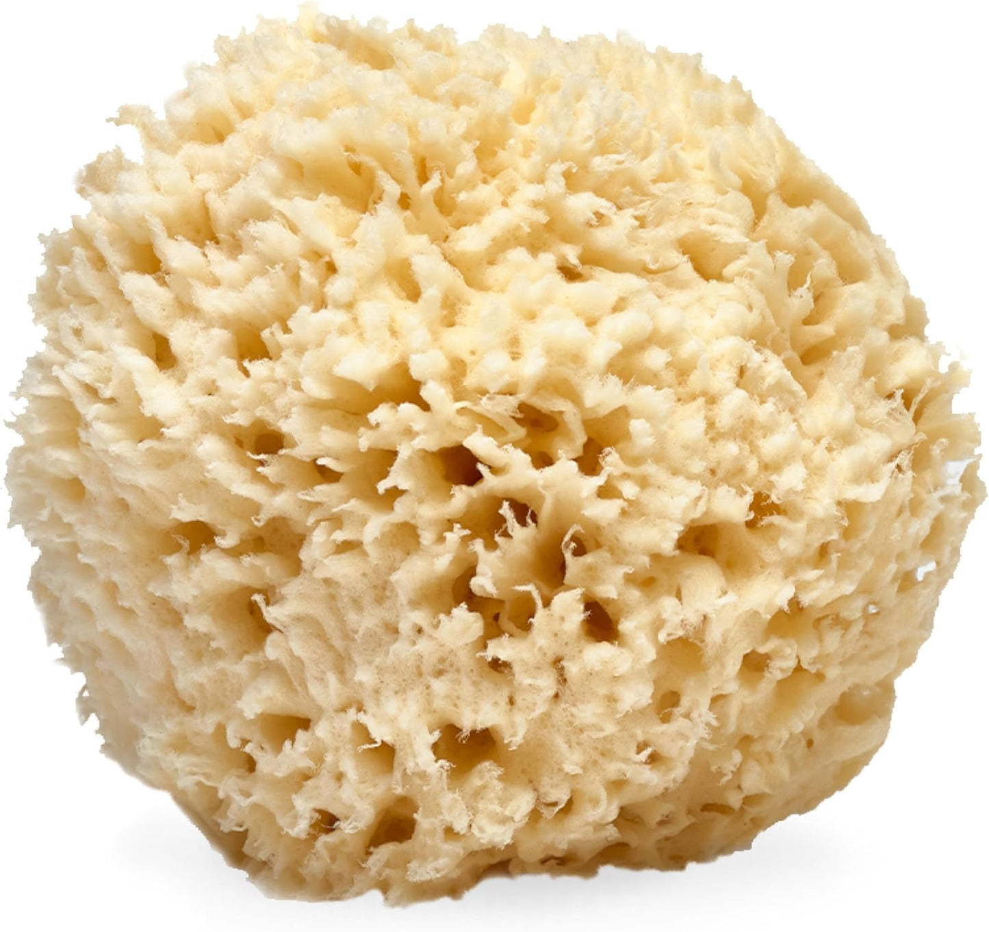 LATHER - Natural Sea Wool Sponge, 5-6" - Organic Exfoliating Body Scrubber - Soft, Gentle Cleansing - Hypoallergenic - All Skin Types - Florida Natural Loofah Sponge - Cruelty Free - Beauty & Skincare