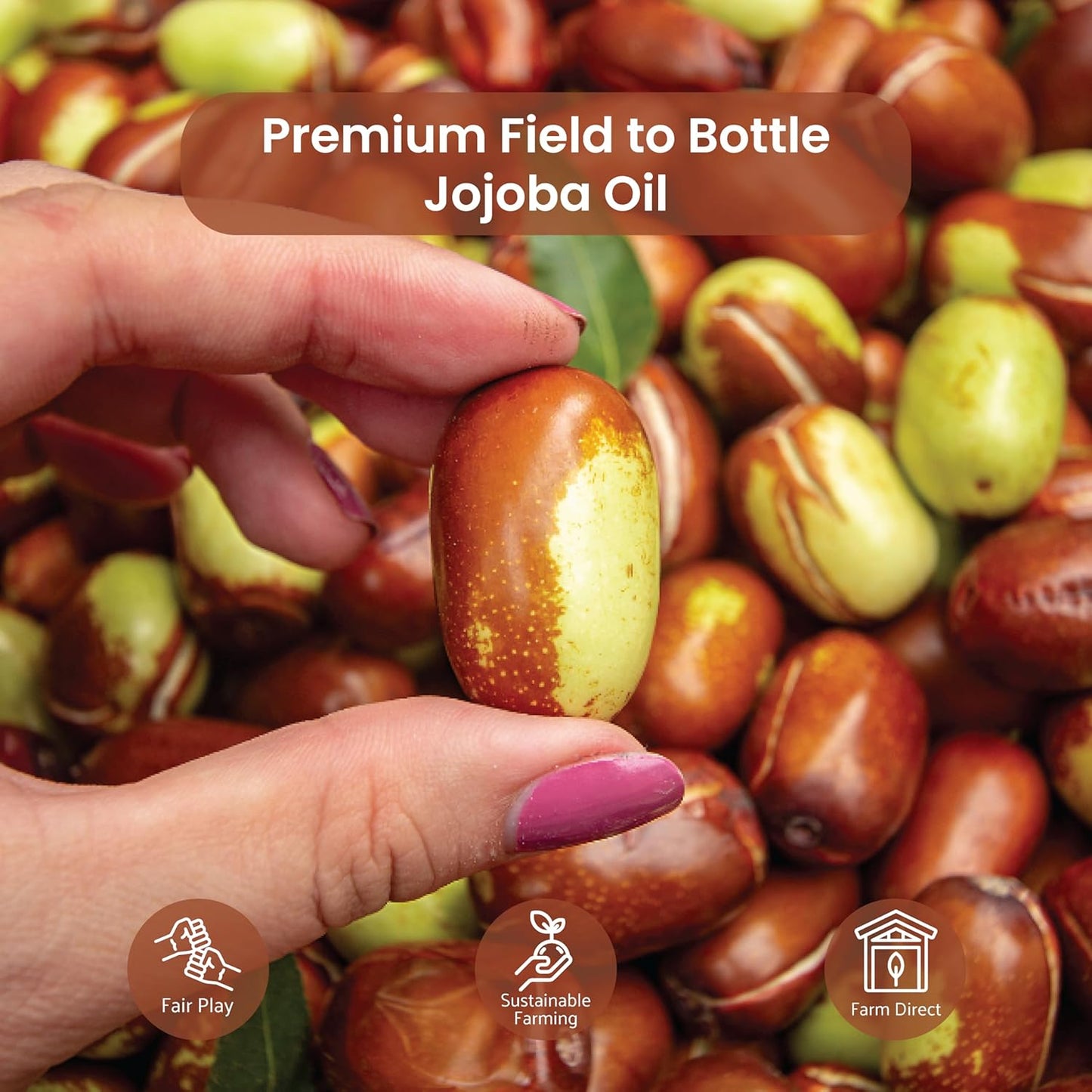 Jojoba Oil - Direct from EIR Oils' Farm in Israel - 100% Pure Carrier Oil for Hair, Face, and Skin - Hand-Picked, Cold-Pressed Carrier Oil (8oz)