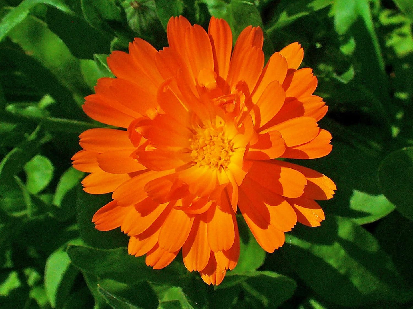 Organic Calendula Oil Raw, Infused, Pressed Herbal Oil Calendula Flowers, Sunflower Seed 8 fl.oz.