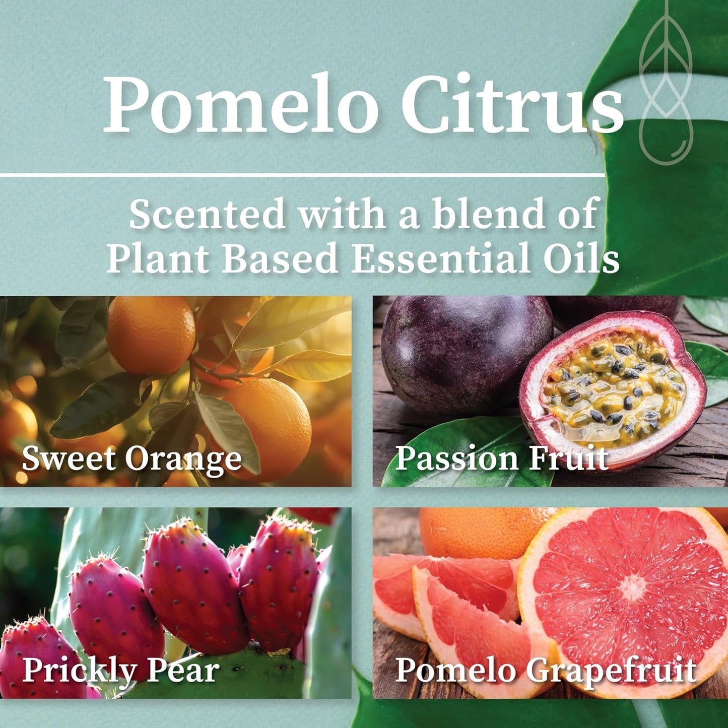 Hemlock Park Pomelo Citrus Artisanal Spa Gift Box | Apothecary Candle, Shea Butter Soap, Bath Bomb, Mineral Salt Bath Soak | Handcrafted with Plant Based Ingredients