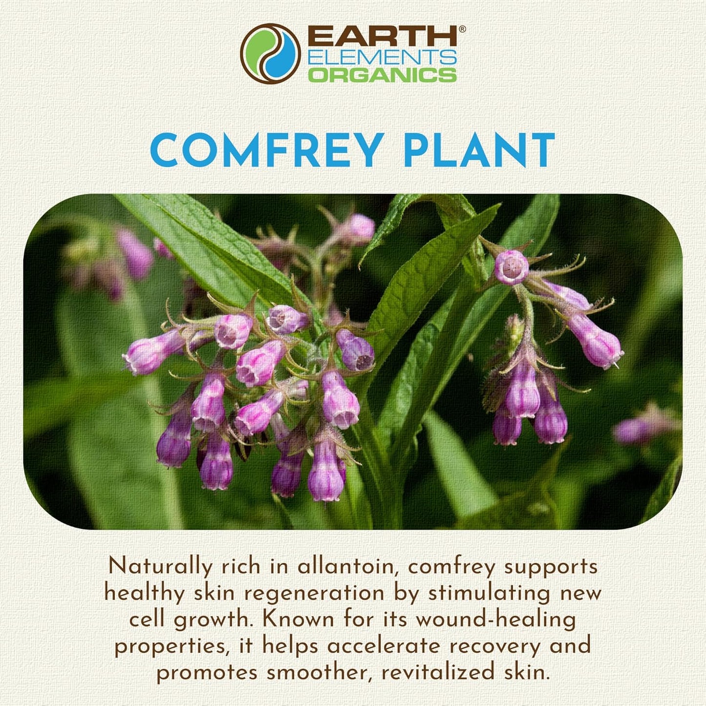 Comfrey Oil Raw with Sunflower Oil, Infused, Pressed Herbal Remedy, Support for Bruises, Sore Muscles, and Healthy Skin, Organic Skincare for All Skin Types - 4 fl oz